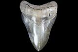 Serrated, Fossil Megalodon Tooth - Beautiful Enamel #86674-1